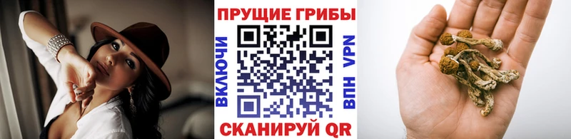 Купить где  Заводоуковск  Галлюциногенные грибы мицелий 